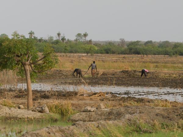 <h3><a href="/trips/gambia/biota/plantae/tracheophyta/liliopsida/poales/poaceae/oryza glaberrima/oryza glaberrima-nl.html">Oryza&nbsp;glaberrima</a> / African&nbsp;rice / </h3>OM-1 Mark II met OLYMPUS M.150-400mm F4.5, 1/2000 sec  bij F4.5, ISO 500, afstand 95.3&nbsp;m